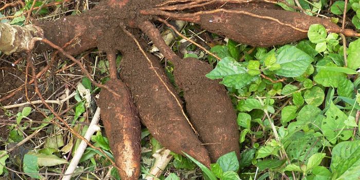 Efforts to Create Virus-resistant Cassava Plants Backfire