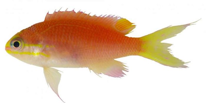Meet the Tosanoides Obama, a Fish Species Named After the President