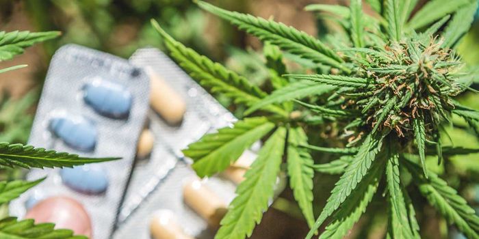 Cannabis and Drug Interactions