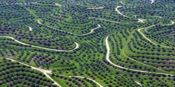 Big Money Financing Big Deforestation: HSBC Bank