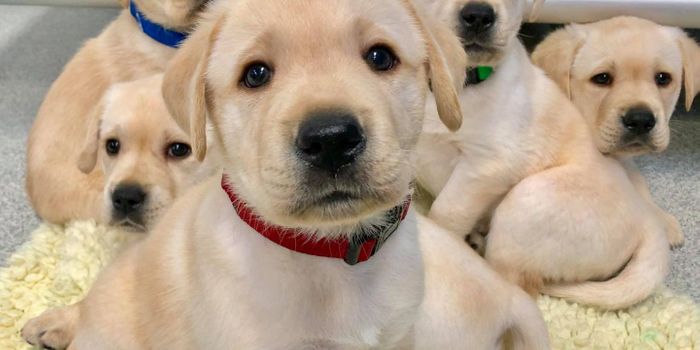 Puppies Are Naturally Able to Communicate With People