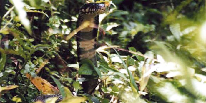 Large New Cobra Species Discovered in West Africa