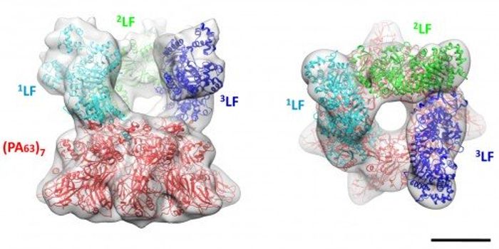 Anthrax Toxin is Shuttled Across Membrane and Into Cells