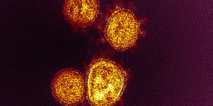 Researchers View COVID-19 Progression in a Live Animal Model