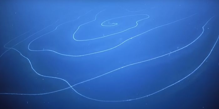 The Longest Animal Ever Observed