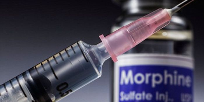 Scripps Florida Scientists Illuminate Key Molecular Player in Both Morphine Addiction and Rare Disease