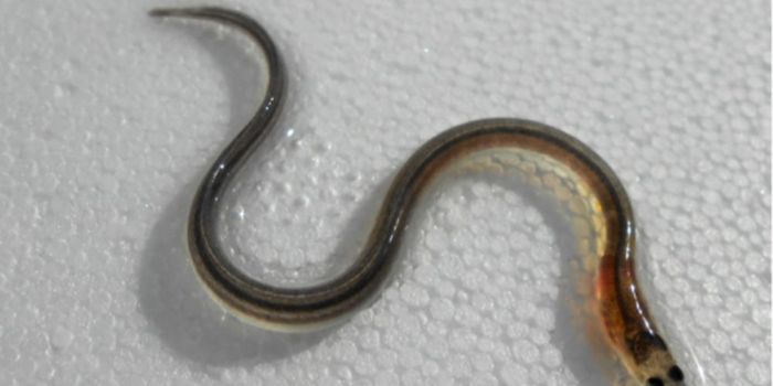 Eels Use the Earth's Magnetic Field Like a GPS
