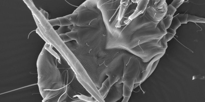 Why Dust Mite Allergens Make You Sneeze