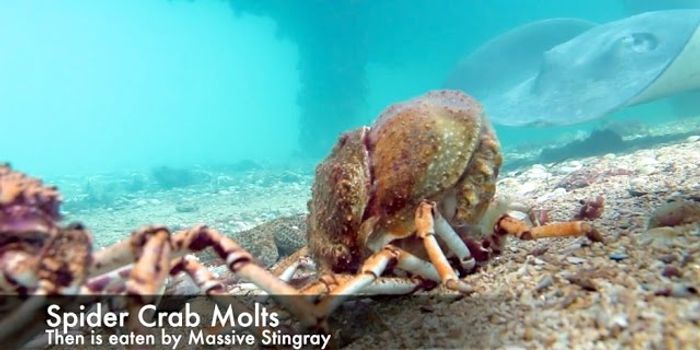 This Stingray Found a Snack it Couldn't Resist