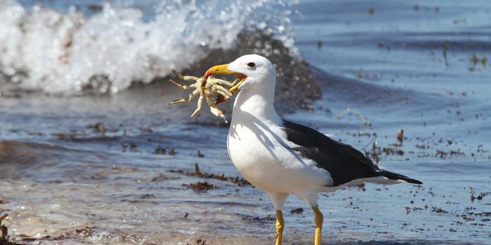 Scientists Are Now Counting Birds From Space