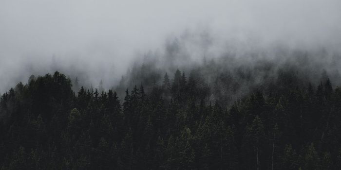 Parental Loss or Separation Linked to Poor Immune Function in Adulthood