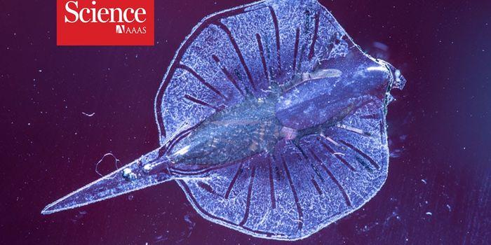 Scientists Create Robotic 'Fish' Powered by Heart Cells