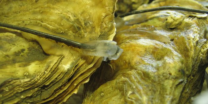 Oysters 'Clam Up' at the Presence of Low-Frequency Sounds