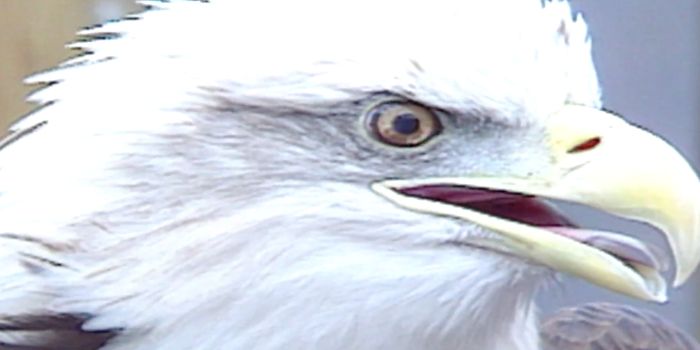 Why Bald Eagles Have Such Great Vision
