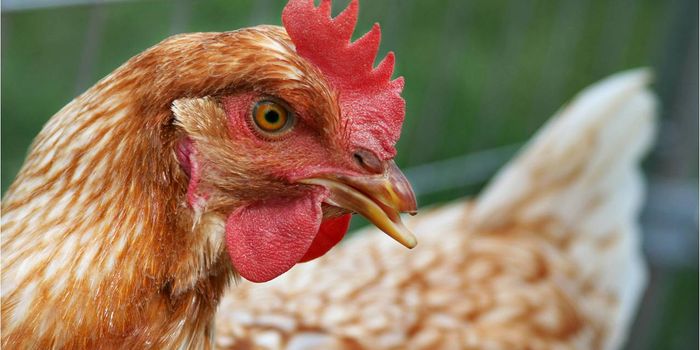 Transgenic Chickens Win FDA Approval, Second US 'Farmaceutical'