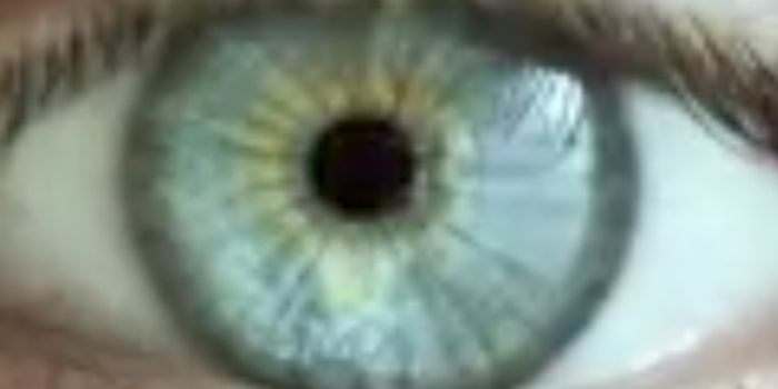 Understanding Eye Lens Development