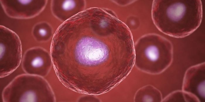 The Ultimate Act of Recycling: Using Tonsil Stem Cells to Repair Liver Damage