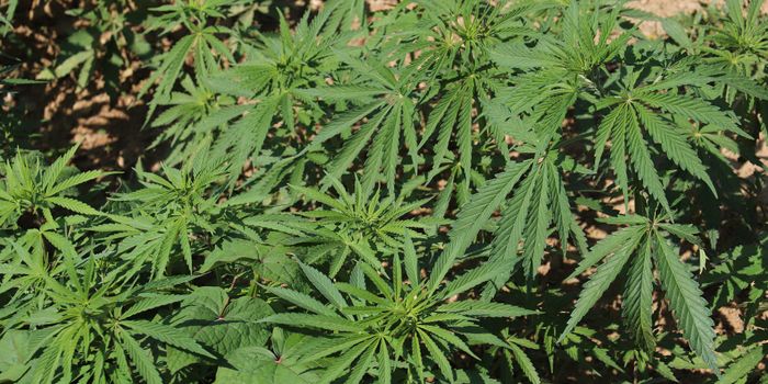 Cannabis Cells Use Hacking Strategies to Make THC and CBD