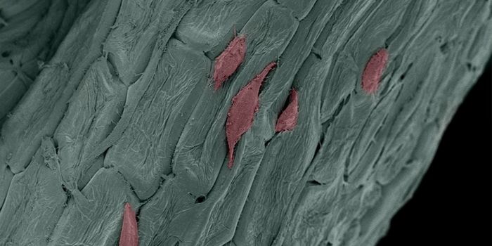 Using Plant Material as Cellular Scaffolds