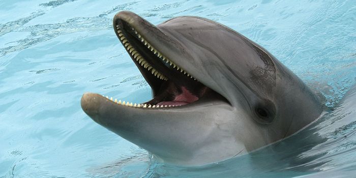 Researchers Reportedly Record a Conversation Between Two Dolphins