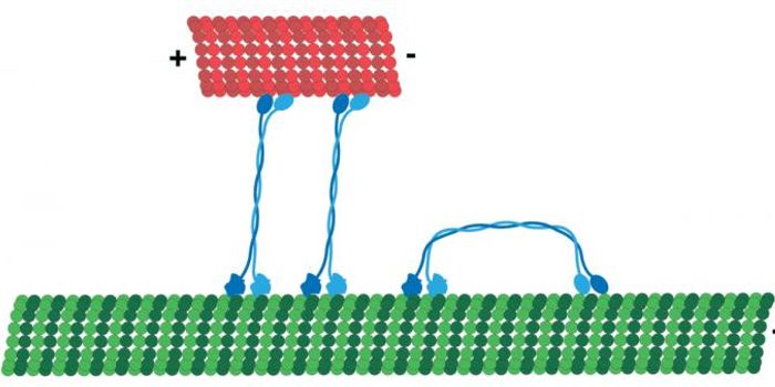 Molecular Motor Discovered to Have Bi-directional Ability