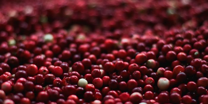 Cranberry Supplements Improve Running Performance