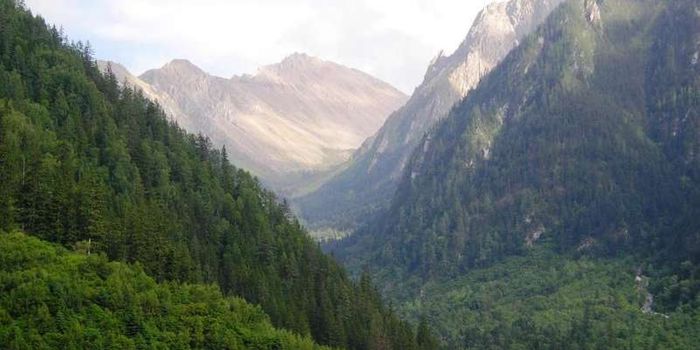 Forest Recovery Efforts in China Appear to be Working