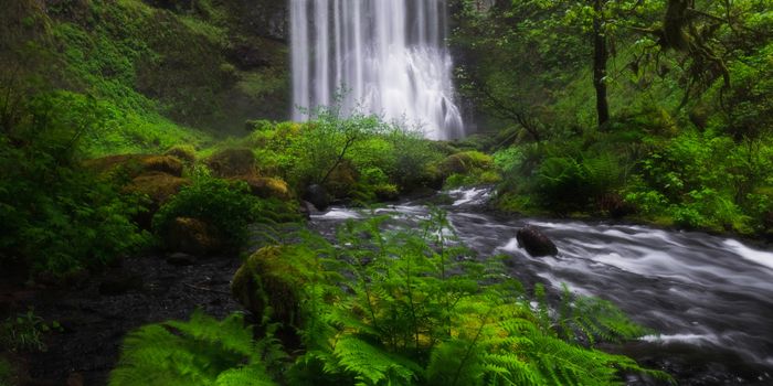 Does the rainforest hold the cure to cancer?