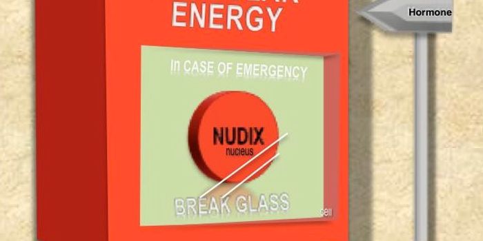 When Cells Need Extra Energy, There's a Plan B for Generating It