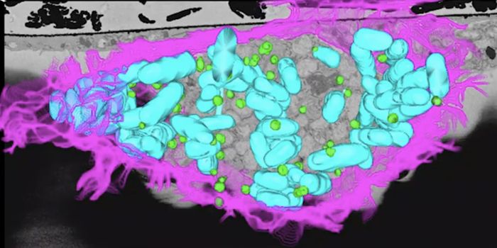 Fat Droplets in Cells Help the Immune System Fight Infection