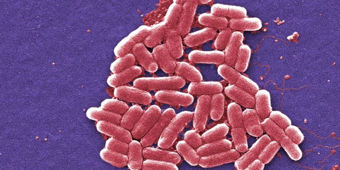 Shigella gets creative to survive the GI tract