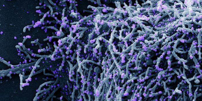 SARS-CoV-2 is Evolving Rapidly in White-Tailed Deer