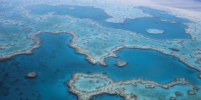 Should we give up on the Great Barrier Reef?