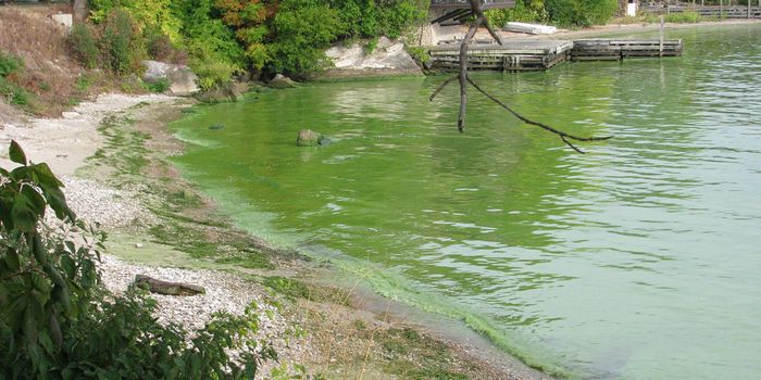 Virus Likely Played a Role in Water Supply Disruption by Toxic Algal Bloom
