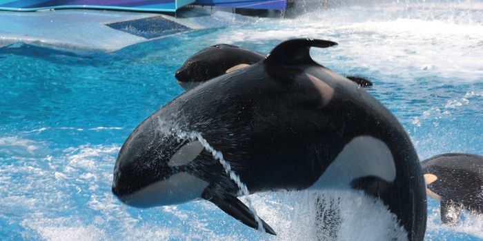 SeaWorld Orlando Loses 30-Year-Old Orca to Illness