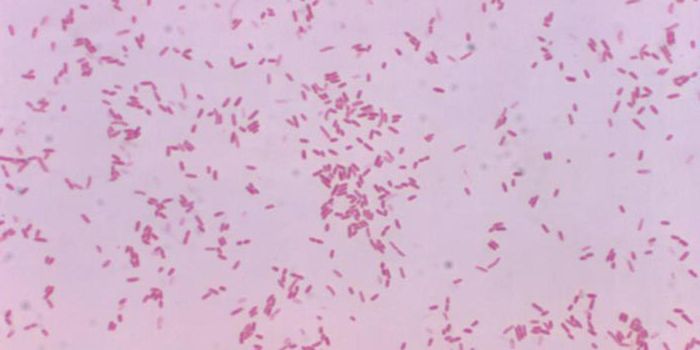 Flesh-Eating Infection Turns Deadly When Two Microbes Are to Blame