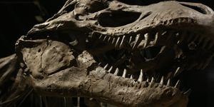 T. Rex May Have Been Intimidatingly Clever With Baboon-Like Brain