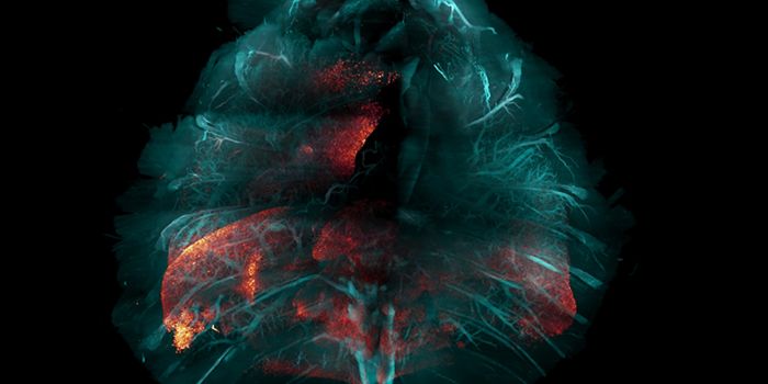 This Simple Technique Renders Big Specimens Transparent