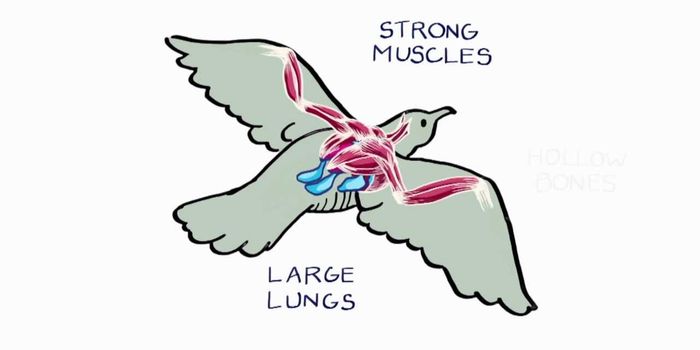 Flight deconstructed: the ups and downs of flying