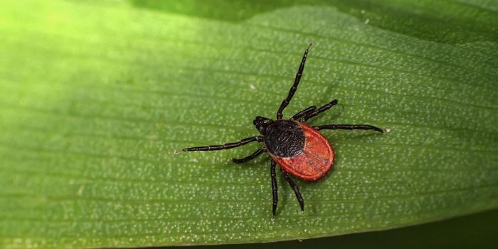 Ticks Can Weaken the Immune Response in Human Skin
