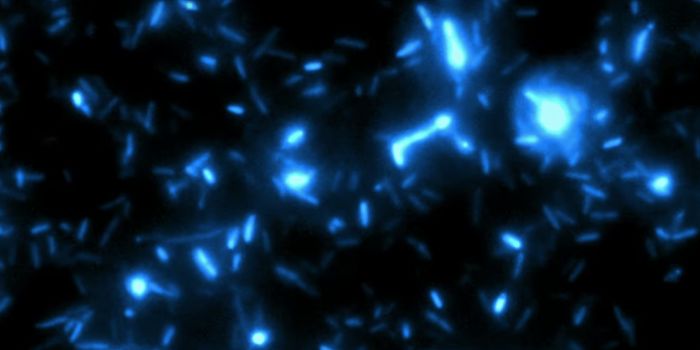 Engineering Bacteria to be Tumor Assassins