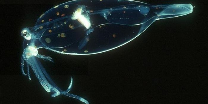 Deepest, Deadest Part of Ocean Shows Signs of Life