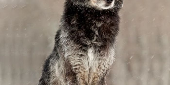 Yellowstone Wolf in the winter