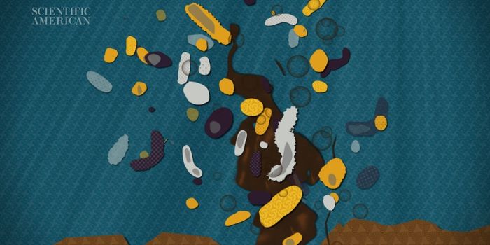 Can Microbes Clean Up Our Oily Mess?