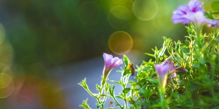 Cell Interaction Mechanism Drives Inflammation in Severe Asthma