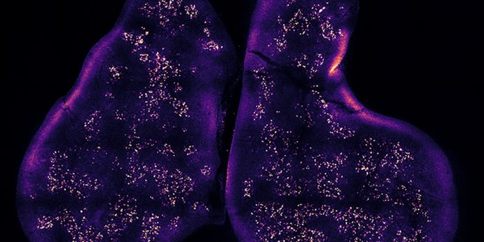 How the Thymus Trains the Immune System