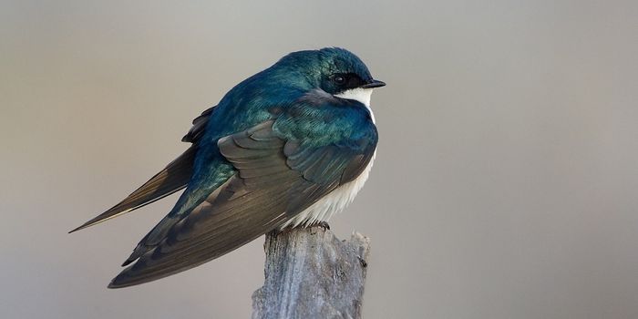 North American Bird Populations Fell 29% Over 50 Years, But is it Too Late?