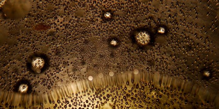 Destructive Meningitis Cases Highlight an Emerging Pathogen