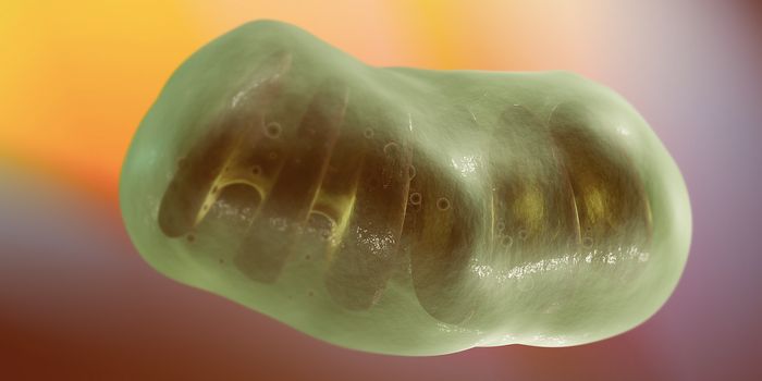 How Mutant Mitochondrial DNA is Removed