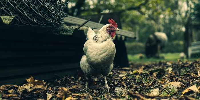 Environmental Conditions Define a Chicken's Stress Endurance